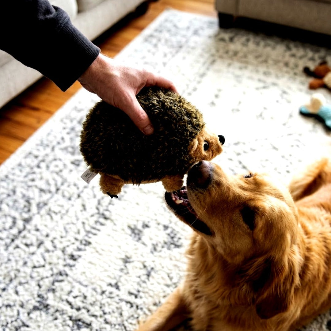 Outward Hound Hedgehogz Plush Dog Toy, Medium 9 in Squeaky Grunting Hedgehog Toy