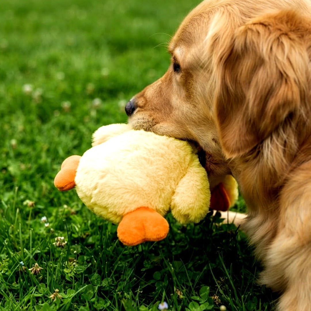 Interactive Crinkle Duck Dog Toy, 14 x 8 Inch No-Stuffing Plush Squeaky Toy